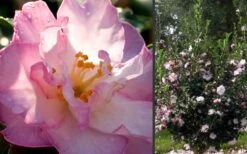 October Magic Orchid Camellia - 2 Gallon Pot 10 October Magic Orchid Camellia - 2 Gallon Pot -Garden Outdoor Plant Store Camellia October Magic Orchid Flowers 2