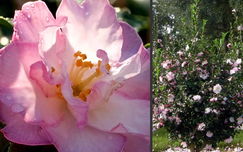 October Magic Orchid Camellia - 2 Gallon Pot 6 October Magic Orchid Camellia - 2 Gallon Pot - Image 4