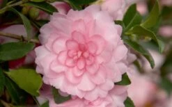 October Magic Pink Perplexion Camellia - 1 Gallon Pot 9 October Magic Pink Perplexion Camellia - 1 Gallon Pot -Garden Outdoor Plant Store Camellia October Magic Pink Perplexion