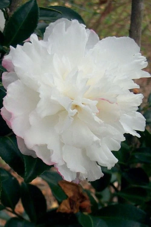 October Magic Snow Camellia - 1 Gallon Pot 3 October Magic Snow Camellia - 1 Gallon Pot