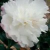 October Magic Snow Camellia - 2.5 Quart Pot 2 October Magic Snow Camellia - 2.5 Quart Pot -Garden Outdoor Plant Store Camellia October Magic Snow 5