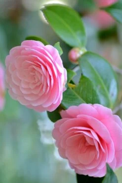Otome Pink Camellia Japonica - 1 Gallon Pot -Garden Outdoor Plant Store Camellia Otome 1