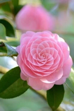 Otome Pink Camellia Japonica - 1 Gallon Pot -Garden Outdoor Plant Store Camellia Otome 2