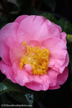 Autumn Pink Icicle Cold Hardy Camellia - 3 Gallon Pot -Garden Outdoor Plant Store Camellia Pink Icicle 20