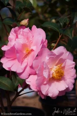 Autumn Pink Icicle Cold Hardy Camellia - 3 Gallon Pot -Garden Outdoor Plant Store Camellia Pink Icicle JW 1