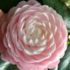 Pink Perfection Camellia Japonica - 3 Gallon Pot -Garden Outdoor Plant Store Camellia Pink Perfection 26