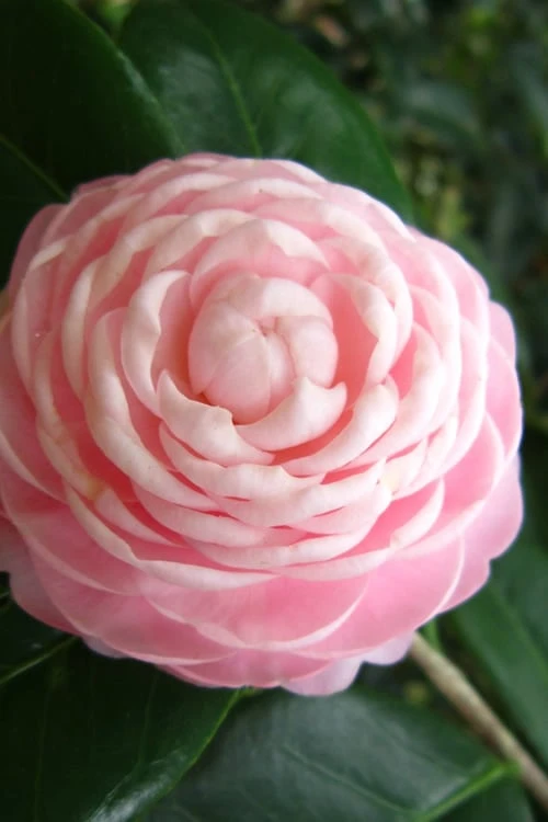 Pink Perfection Camellia Japonica - 7 Gallon Pot (3-4') 6 Pink Perfection Camellia Japonica - 7 Gallon Pot (3-4') - Image 4