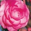 Pink Princess Camellia Japonica - 3 Gallon Pot -Garden Outdoor Plant Store Camellia Pink Princess 1