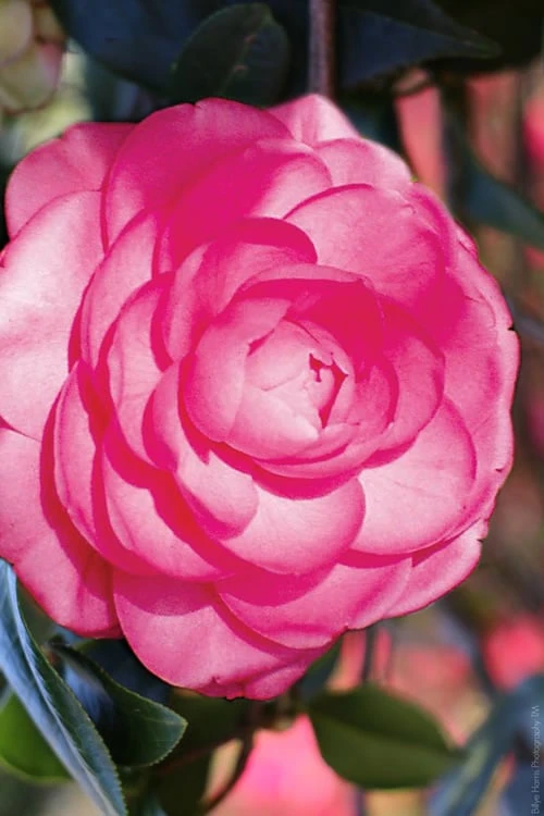 Pink Princess Camellia Japonica - 3 Gallon Pot 3 Pink Princess Camellia Japonica - 3 Gallon Pot