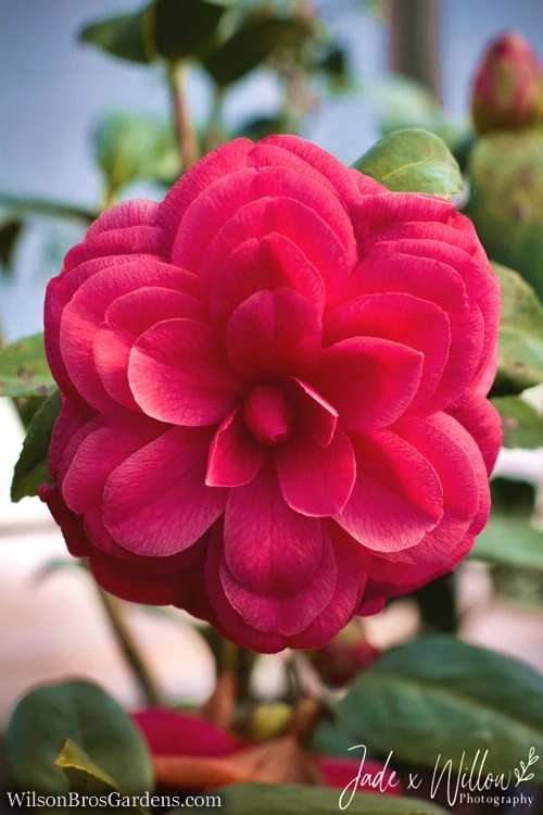 Purple Dawn Camellia Japonica - 3 Gallon Pot 6 Purple Dawn Camellia Japonica - 3 Gallon Pot - Image 4