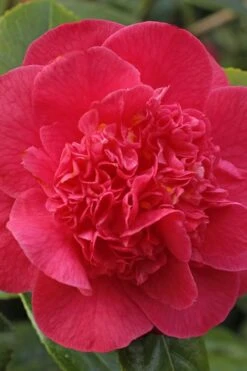 Red Fellow Camellia Japonica - 1 Gallon Pot 9 Red Fellow Camellia Japonica - 1 Gallon Pot -Garden Outdoor Plant Store Camellia Red Fellow 1