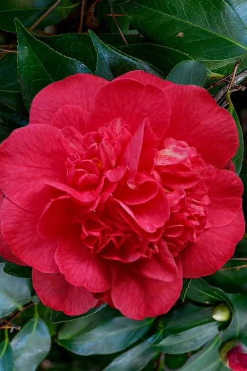 Red Fellow Camellia Japonica - 1 Gallon Pot 3 Red Fellow Camellia Japonica - 1 Gallon Pot