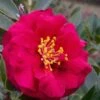 Reverend Ida Red ShiShi Gashira Dwarf Camellia Sasanqua - 3 Gallon Pot -Garden Outdoor Plant Store Camellia Reverend Ida 1