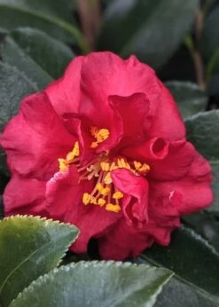 Reverend Ida Red ShiShi Gashira Dwarf Camellia Sasanqua - 3 Gallon Pot -Garden Outdoor Plant Store Camellia Reverend Ida 3