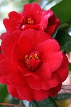 Rosehill Red Camellia - 3 Gallon Pot -Garden Outdoor Plant Store Camellia Rose Hill Red 2