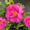 Royal Flush Shi Shi Variegated Camellia Sasanqua - 1 Gallon Pot 1 Royal Flush Shi Shi Variegated Camellia Sasanqua - 1 Gallon Pot -Garden Outdoor Plant Store Camellia Royal Flush Shi Shi 4