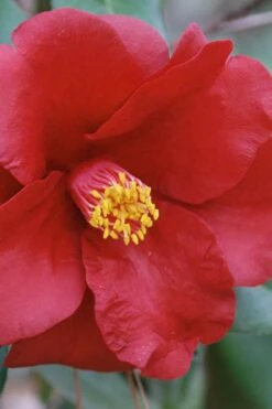 Royal Velvet Red Camellia Japonica - 7 Gallon Pot -Garden Outdoor Plant Store Camellia Royal Velvet 2