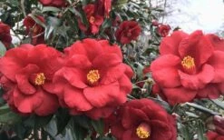 Royal Velvet Red Camellia Japonica - 7 Gallon Pot -Garden Outdoor Plant Store Camellia Royal Velvet 3