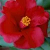 Royal Velvet Red Camellia Japonica - 7 Gallon Pot 2 Royal Velvet Red Camellia Japonica - 7 Gallon Pot -Garden Outdoor Plant Store Camellia Royal Velvet 5