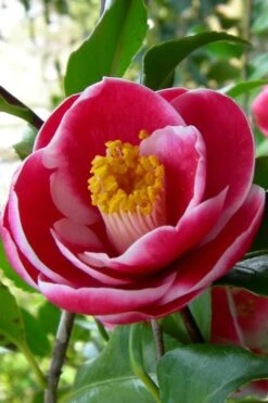 Sadaharu Oh Camellia - 7 Gallon Pot (3-4') 15 Sadaharu Oh Camellia - 7 Gallon Pot (3-4') -Garden Outdoor Plant Store Camellia Sadaharu Oh 6