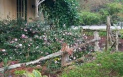 Sarrel Dwarf Camellia Sasanqua - 1 Gallon Pot -Garden Outdoor Plant Store Camellia Sarrel 5