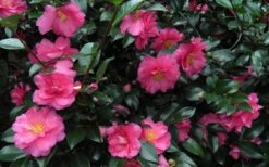 Shishi Gashira Dwarf Camellia Sasanqua - 6 Pack Of 1 Gallon Pots -Garden Outdoor Plant Store Camellia Shishi Gashira 24 1