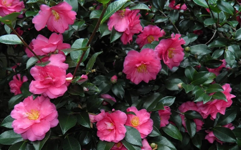 Shishi Gashira Dwarf Camellia Sasanqua - 1 Gallon Pot 9 Shishi Gashira Dwarf Camellia Sasanqua - 1 Gallon Pot - Image 7