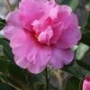 Showa No Sakae Dwarf Camellia Sasanqua - 1 Gallon Pot -Garden Outdoor Plant Store Camellia Showa No Sakae 11