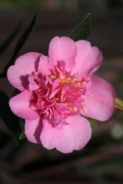 Showa No Sakae Dwarf Camellia Sasanqua - 3 Gallon Pot -Garden Outdoor Plant Store Camellia Showa No Sakae 13 1