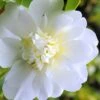 Snow Flurry Cold Hardy Camellia Hybrid - 3 Gallon Pot -Garden Outdoor Plant Store Camellia Snow Flurry 1