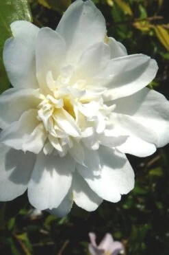 Snow Flurry Cold Hardy Camellia Hybrid - 3 Gallon Pot -Garden Outdoor Plant Store Camellia Snow Flurry 2