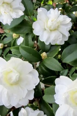 Snow Flurry Cold Hardy Camellia Hybrid - 3 Gallon Pot -Garden Outdoor Plant Store Camellia Snow Flurry 6