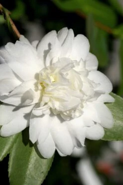 Snow Flurry Cold Hardy Camellia Hybrid - 3 Gallon Pot -Garden Outdoor Plant Store Camellia Snow Flurry 8
