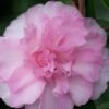 Sarrel Dwarf Camellia Sasanqua - 1 Gallon Pot -Garden Outdoor Plant Store Camellia Sorrel 1