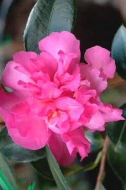 Sparkling Burgundy Camellia Sasanqua - 3 Gallon Pot -Garden Outdoor Plant Store Camellia Sparkling Burgundy 21