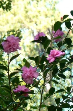 Sparkling Burgundy Camellia Sasanqua - 3 Gallon Pot -Garden Outdoor Plant Store Camellia Sparkling Burgundy 24