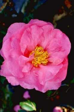 Stephanie Golden Dwarf Camellia Sasanqua - 1 Gallon Pot 11 Stephanie Golden Dwarf Camellia Sasanqua - 1 Gallon Pot -Garden Outdoor Plant Store Camellia Stephanie Golden 12