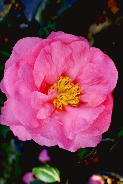 Stephanie Golden Dwarf Camellia Sasanqua - 1 Gallon Pot 7 Stephanie Golden Dwarf Camellia Sasanqua - 1 Gallon Pot - Image 5