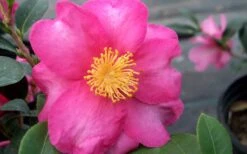 Stephanie Golden Dwarf Camellia Sasanqua - 1 Gallon Pot 10 Stephanie Golden Dwarf Camellia Sasanqua - 1 Gallon Pot -Garden Outdoor Plant Store Camellia Stephanie Golden Closeup Flower