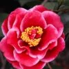 Tama Vino Camellia Japonica - 1 Gallon Pot 2 Tama Vino Camellia Japonica - 1 Gallon Pot -Garden Outdoor Plant Store Camellia Tama Vinio 10