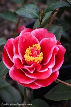 Tama Vino Camellia Japonica - 1 Gallon Pot 15 Tama Vino Camellia Japonica - 1 Gallon Pot -Garden Outdoor Plant Store Camellia Tama Vinio 7