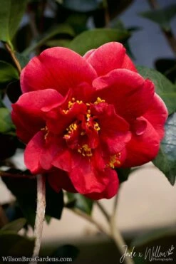 Tama Vino Camellia Japonica - 1 Gallon Pot 16 Tama Vino Camellia Japonica - 1 Gallon Pot -Garden Outdoor Plant Store Camellia Tama Vino JW 1