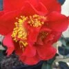 Turandot Camellia Japonica - 3 Gallon Pot 1 Turandot Camellia Japonica - 3 Gallon Pot -Garden Outdoor Plant Store Camellia Turandot 6