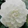 White By The Gate Camellia Japonica - 1 Gallon Pot 1 White By The Gate Camellia Japonica - 1 Gallon Pot -Garden Outdoor Plant Store Camellia White By The Gate 5