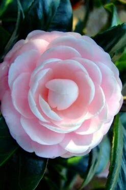 Winter's Rose Cold Hardy Dwarf Camellia - 2 Gallon Pot 9 Winter's Rose Cold Hardy Dwarf Camellia - 2 Gallon Pot -Garden Outdoor Plant Store Camellia Winters Rose 6