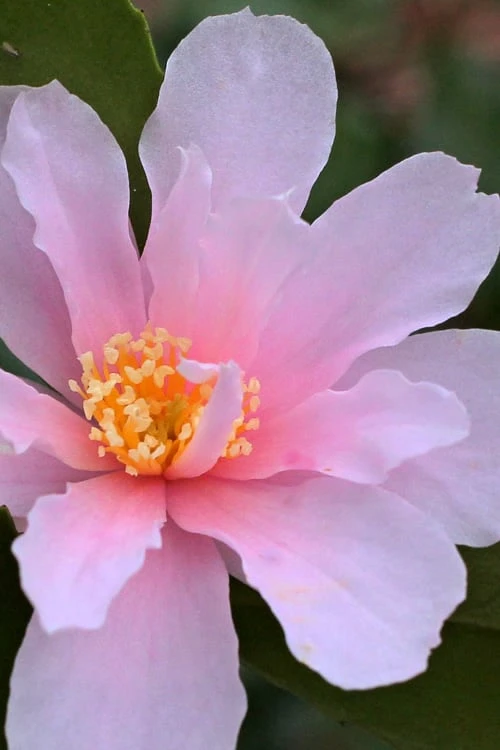 Winter's Toughie Cold Hardy Camellia - 1 Gallon Pot 6 Winter's Toughie Cold Hardy Camellia - 1 Gallon Pot - Image 4