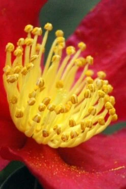 Yuletide Camellia Sasanqua - 6 Pack Of 1 Gallon Pots -Garden Outdoor Plant Store Camellia Yuletide 30