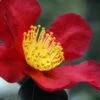 Yuletide Camellia Sasanqua - 6 Pack Of 1 Gallon Pots 1 Yuletide Camellia Sasanqua - 6 Pack Of 1 Gallon Pots -Garden Outdoor Plant Store Camellia Yuletide 31