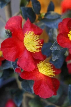 Yuletide Camellia Sasanqua - 6 Pack Of 1 Gallon Pots -Garden Outdoor Plant Store Camellia Yuletide 32