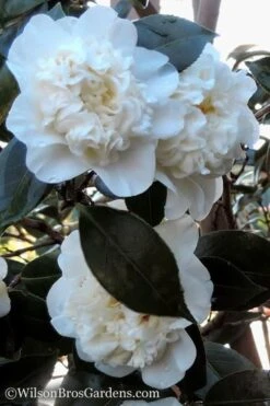 Fifth Avenue White Camellia Japonica - 3 Gallon Pot 10 Fifth Avenue White Camellia Japonica - 3 Gallon Pot -Garden Outdoor Plant Store Camellia fifth avenue 20